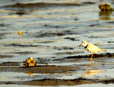 Piping Plover.jpg