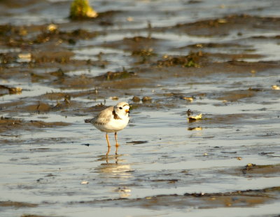 Piping Plover2.jpg