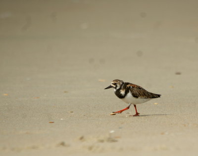 Ruddy Turnstone.jpg