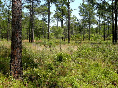 Longleaf Pine forest.jpg