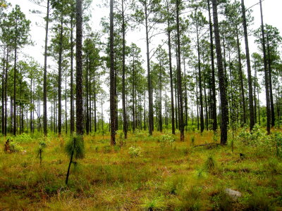 Longleaf Pine forest2.jpg