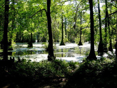 Merchabt's Millpond.jpg