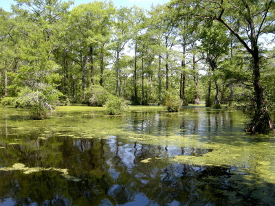 Merchabt's Millpond3.jpg