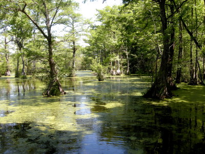 Merchabt's Millpond4.jpg