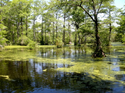 Merchabt's Millpond5.jpg
