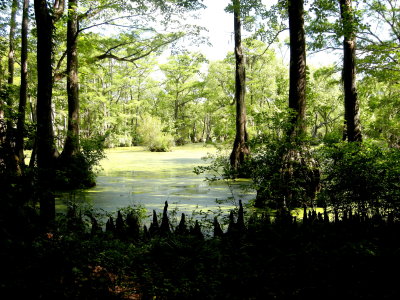 Merchabt's Millpond6.jpg