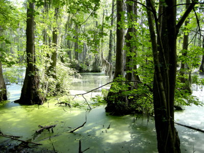 Merchabt's Millpond7.jpg