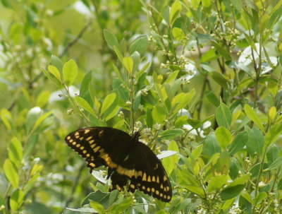 Palamedes Swallowtail.jpg
