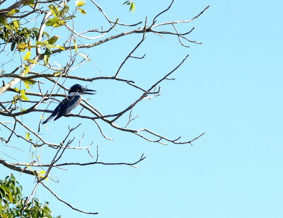 Amazon Kingfisher.jpg