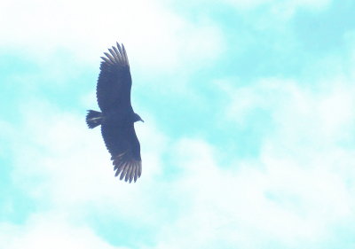 Black Vulture 2.jpg