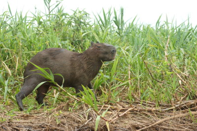 Capybara 5.jpg