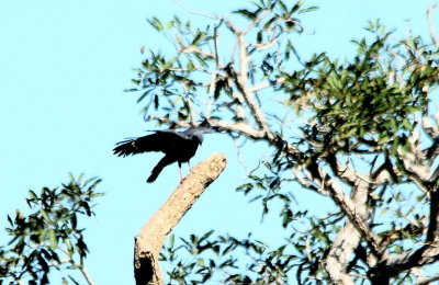 Crane Hawk robbing a nest cavity 2.jpg