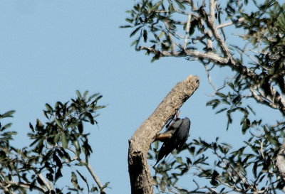Crane Hawk robbing a nest cavity.jpg