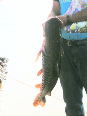 Catfish for dinner.jpg