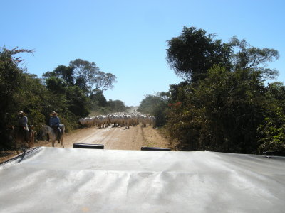 Cattle drive on the Pantaneira Highway.jpg