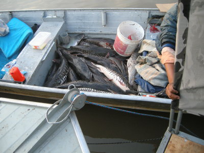 Fish.jpg