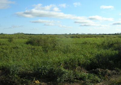 Pantanal 2.jpg