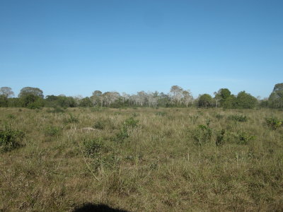 Pantanal 3.jpg