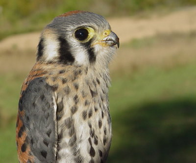 Birds of the United States