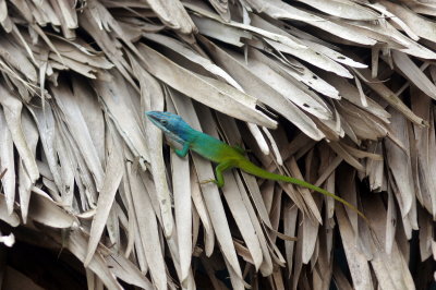 Anole.jpg