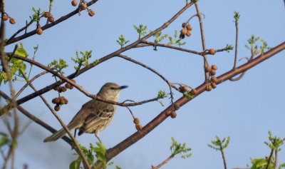 Bahama Mockingbird 1.jpg