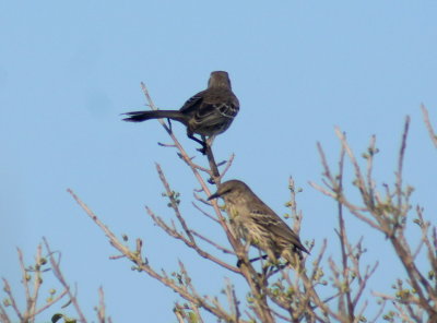 Bahama Mockingbird.jpg