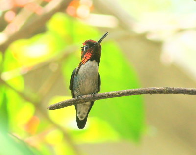 Bee Hummingbird 1.jpg