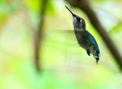 Bee Hummingbird female 1.jpg