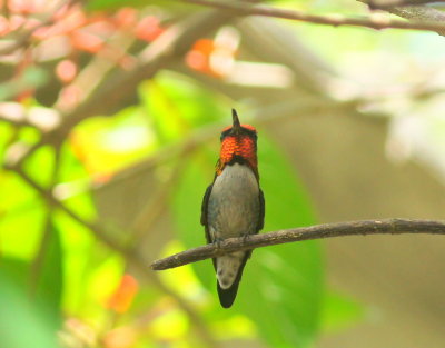 Bee Hummingbird.jpg