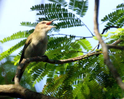 Black-whiskered Vireo.jpg