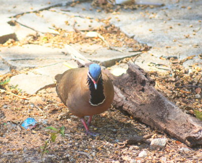 Blue-headed Quail-Dove.jpg