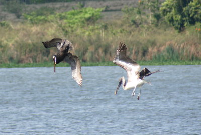 Brown Pelican 1.jpg