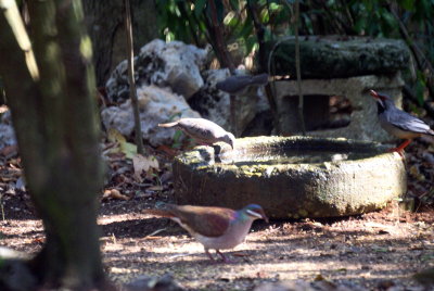 Common Ground Dove, Key West Quail Dove & Red-legged Thrush.jpg