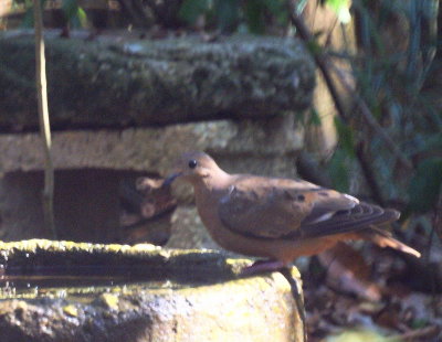 Zenaida Dove.jpg