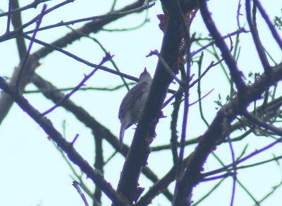 Cuban Solitaire.jpg