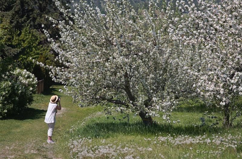 Apple Blossoms