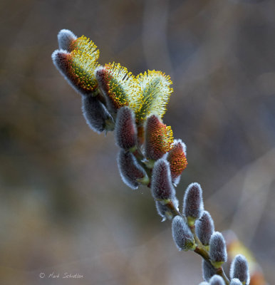 Catkins (@100%)
