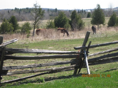 Broken Fences and Three Horses Left Behind