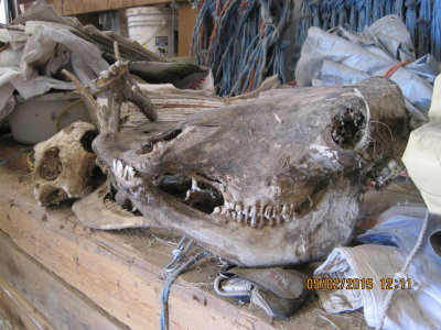 Aminal Skulls and Trash Left in Implement Shed 