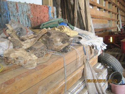 Aminal Skulls and Trash Left in Implement Shed 