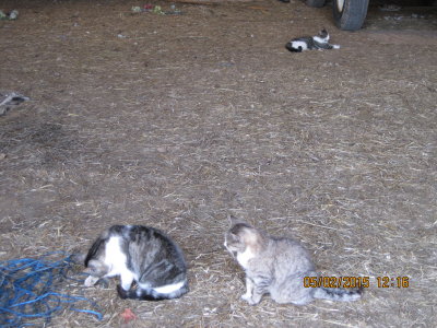 Barn Cats Left Behind
