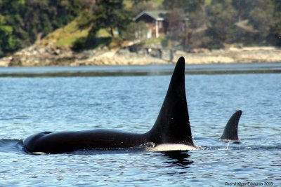 Orcas4.jpg