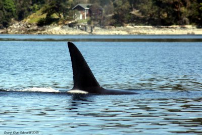 Orcas6.jpg