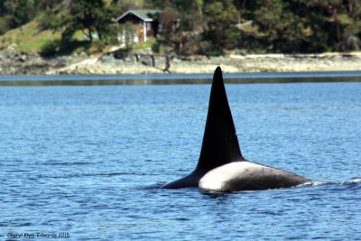 Orcas8.jpg