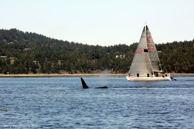 Orcas9.jpg