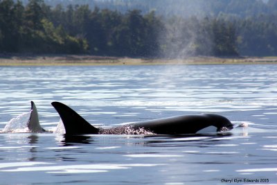 Whale Watching