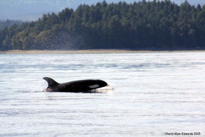 Orcas20.jpg