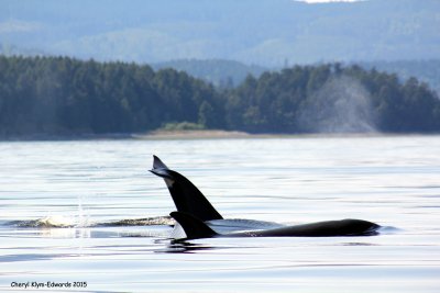 Orcas25.jpg