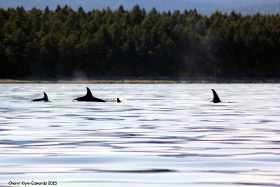 Orcas27.jpg