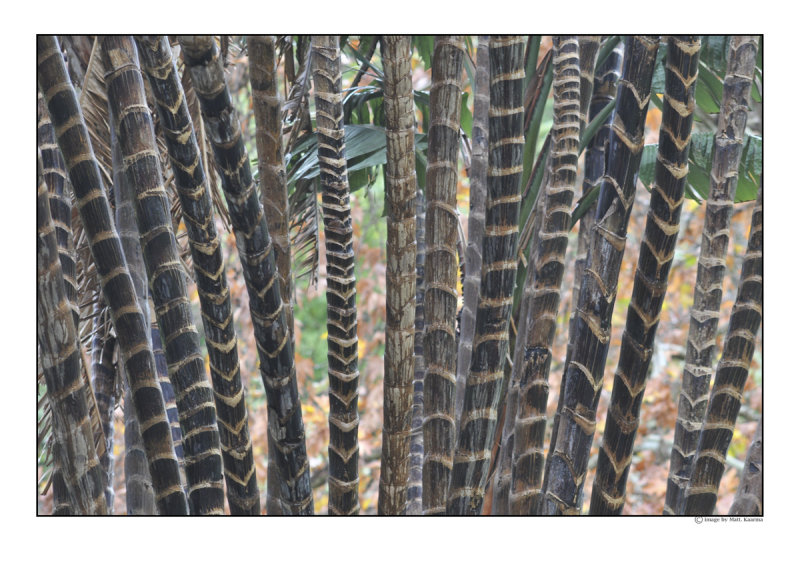 bamboo2.jpg